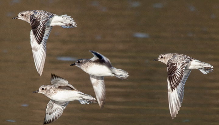 À la découverte des oiseaux de l'anse de Guillec